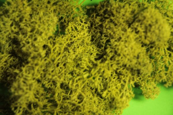 Greenscene Olive Green Lichen 25g