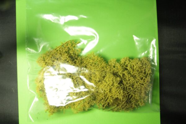 Greenscene Olive Green Lichen 25g - Image 2
