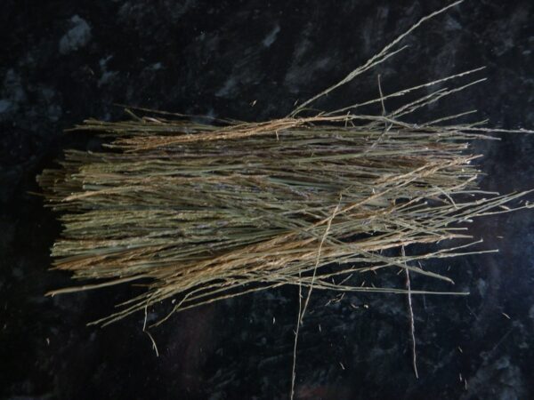 Greenscene Reeds