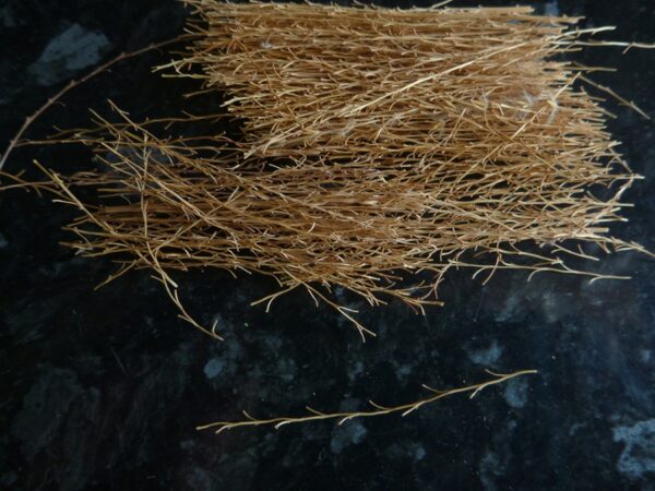Greenscene Plant Stems